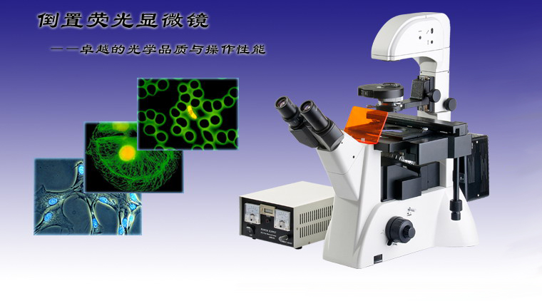 WMF-3650倒置熒光顯微鏡