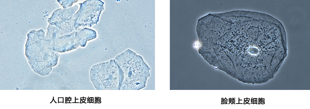 WMS-3590生物显微镜