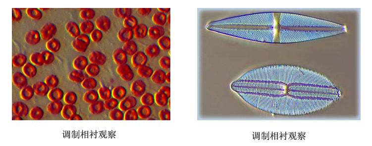 WMS-1087倒置生物顯微鏡